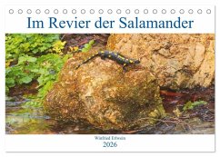 Im Revier der Salamander (Tischkalender 2026 DIN A5 quer), CALVENDO Monatskalender