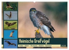 Heimische GREIFVÖGEL Adler Milan Bussard Weihe Sperber (Wandkalender 2026 DIN A2 quer), CALVENDO Monatskalender Heimische GREIFVÖGEL Adler Milan Bussard Weihe Sperber (Wandkalender 2026 DIN A2 quer), CALVENDO Monatskalender
