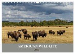 American Wildlife (Wandkalender 2026 DIN A3 quer), CALVENDO Monatskalender American Wildlife (Wandkalender 2026 DIN A3 quer), CALVENDO Monatskalender