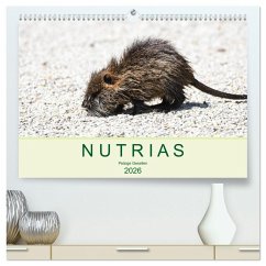 NUTRIAS - Pelzige Gesellen (hochwertiger Premium Wandkalender 2026 DIN A2 quer), Kunstdruck in Hochglanz