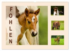 Fohlen, glücklich in der Herde (Wandkalender 2026 DIN A2 quer), CALVENDO Monatskalender