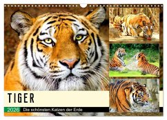 Cover Tiger. Die schönsten Katzen der Erde (Wandkalender 2026 DIN A3 quer), CALVENDO Monatskalender