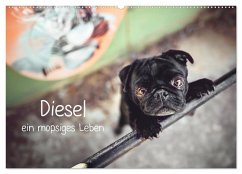 Diesel - ein mopsiges Leben (Wandkalender 2026 DIN A2 quer), CALVENDO Monatskalender