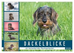 Dackelblicke - ein bezaubernder Rauhaardackel (Wandkalender 2026 DIN A2 quer), CALVENDO Monatskalender