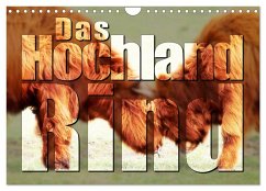 Das Hochlandrind (Wandkalender 2026 DIN A4 quer), CALVENDO Monatskalender