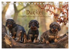 Dackel - lustige Gesellen auf kurzen Beinchen (Tischkalender 2026 DIN A5 quer), CALVENDO Monatskalender