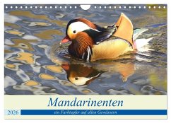 Mandarinenten, ein Farbtupfer auf allen Gewässern. (Wandkalender 2026 DIN A4 quer), CALVENDO Monatskalender