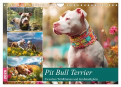Cover Pit Bull Terrier. Zwischen Wildblumen und Großstadtglanz (Wandkalender 2026 DIN A4 quer), CALVENDO Monatskalender