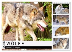 Wölfe. Ein Herz für Isegrim! (Wandkalender 2026 DIN A4 quer), CALVENDO Monatskalender