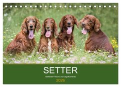 Cover Setter - Geliebter Freund und Jagdkamerad (Tischkalender 2026 DIN A5 quer), CALVENDO Monatskalender