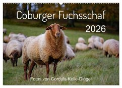 Coburger Fuchsschaf (Wandkalender 2026 DIN A2 quer), CALVENDO Monatskalender