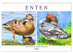Enten. Bezaubernde und beliebte Schwimmer (Wandkalender 2026 DIN A4 quer), CALVENDO Monatskalender