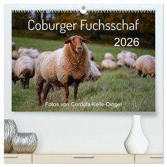 Coburger Fuchsschaf (hochwertiger Premium Wandkalender 2026 DIN A2 quer), Kunstdruck in Hochglanz