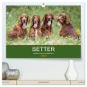 Setter - Geliebter Freund und... - Bild 1