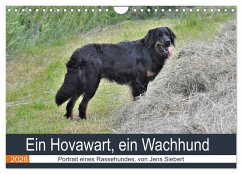 Ein Hovawart, ein Wachhund (Wandkalender 2026 DIN A4 quer), CALVENDO Monatskalender