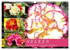 Cover Nelken. Die Rückkehr der vergessenen Schönheiten (Wandkalender 2026 DIN A3 quer), CALVENDO Monatskalender