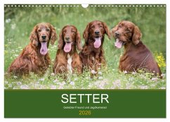 Cover Setter - Geliebter Freund und Jagdkamerad (Wandkalender 2026 DIN A3 quer), CALVENDO Monatskalender