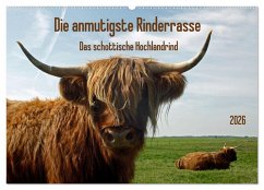 Cover Die anmutigste Rinderrasse - Das schottische Hochlandrind (Wandkalender 2026 DIN A2 quer), CALVENDO Monatskalender