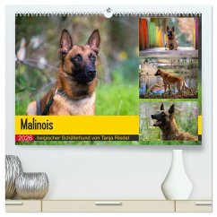 Malinois - belgischer Schäferhund (hochwertiger Premium Wandkalender 2026 DIN A2 quer), Kunstdruck in Hochglanz