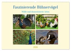 Cover Faszinierende Hühnervögel (Wandkalender 2026 DIN A2 quer), CALVENDO Monatskalender