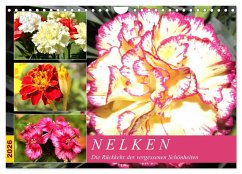 Nelken. Die Rückkehr der vergessenen Schönheiten (Wandkalender 2026 DIN A4 quer), CALVENDO Monatskalender Cover Nelken. Die Rückkehr der vergessenen Schönheiten (Wandkalender 2026 DIN A4 quer), CALVENDO Monatskalender