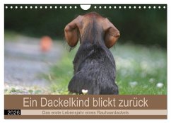 Cover Ein Dackelkind blickt zurück (Wandkalender 2026 DIN A4 quer), CALVENDO Monatskalender