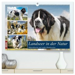 Landseer in der Natur. Majestätische und sanfte Hundeseelen (hochwertiger Premium Wandkalender 2026 DIN A2 quer), Kunstdruck in Hochglanz