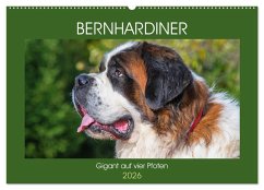 Bernhardiner - Gigant auf vier Pfoten (Wandkalender 2026 DIN A2 quer), CALVENDO Monatskalender