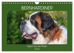 Bernhardiner - Gigant auf vier Pfoten (Wandkalender 2026 DIN A4 quer), CALVENDO Monatskalender