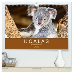 Koalas, putzige Gesellen (hochwertiger Premium Wandkalender 2026 DIN A2 quer), Kunstdruck in Hochglanz