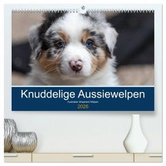 Australian Shepherd Welpen 2026 (hochwertiger Premium Wandkalender 2026 DIN A2 quer), Kunstdruck in Hochglanz