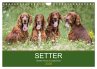 Setter - Geliebter Freund und... - Bild 1