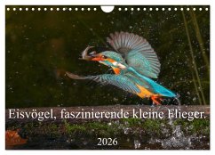Eisvögel, faszinierende kleine Flieger. (Wandkalender 2026 DIN A4 quer), CALVENDO Monatskalender Eisvögel, faszinierende kleine Flieger. (Wandkalender 2026 DIN A4 quer), CALVENDO Monatskalender