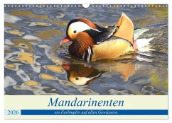 Mandarinenten, ein Farbtupfer auf allen Gewässern. (Wandkalender 2026 DIN A3 quer), CALVENDO Monatskalender