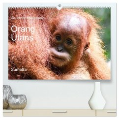 Die letzten freilebenden Orang Utans (hochwertiger Premium Wandkalender 2026 DIN A2 quer), Kunstdruck in Hochglanz Die letzten freilebenden Orang Utans (hochwertiger Premium Wandkalender 2026 DIN A2 quer), Kunstdruck in Hochglanz