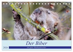 Der Biber, ein guter Bauhandwerker (Tischkalender 2026 DIN A5 quer), CALVENDO Monatskalender