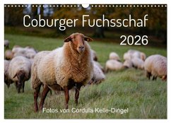 Coburger Fuchsschaf (Wandkalender 2026 DIN A3 quer), CALVENDO Monatskalender