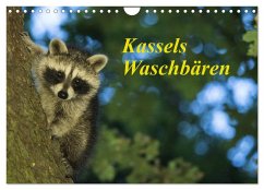 Kassels Waschbären (Wandkalender 2026 DIN A4 quer), CALVENDO Monatskalender Kassels Waschbären (Wandkalender 2026 DIN A4 quer), CALVENDO Monatskalender