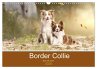 Border Collie - Bunt und clever!... - Bild 1