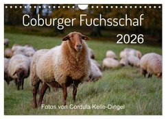 Coburger Fuchsschaf (Wandkalender 2026 DIN A4 quer), CALVENDO Monatskalender Coburger Fuchsschaf (Wandkalender 2026 DIN A4 quer), CALVENDO Monatskalender