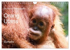 Die letzten freilebenden Orang Utans (Wandkalender 2026 DIN A4 quer), CALVENDO Monatskalender Die letzten freilebenden Orang Utans (Wandkalender 2026 DIN A4 quer), CALVENDO Monatskalender