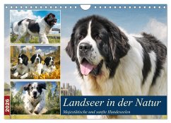 Landseer in der Natur. Majestätische und sanfte Hundeseelen (Wandkalender 2026 DIN A4 quer), CALVENDO Monatskalender
