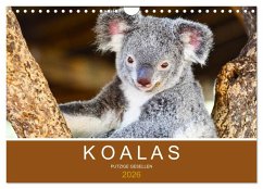 Koalas, putzige Gesellen (Wandkalender 2026 DIN A4 quer), CALVENDO Monatskalender