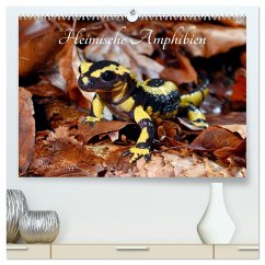 Heimische Amphibien (hochwertiger Premium Wandkalender 2026 DIN A2 quer), Kunstdruck in Hochglanz Heimische Amphibien (hochwertiger Premium Wandkalender 2026 DIN A2 quer), Kunstdruck in Hochglanz