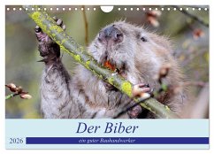 Cover Der Biber, ein guter Bauhandwerker (Wandkalender 2026 DIN A4 quer), CALVENDO Monatskalender