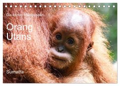 Die letzten freilebenden Orang Utans (Tischkalender 2026 DIN A5 quer), CALVENDO Monatskalender Die letzten freilebenden Orang Utans (Tischkalender 2026 DIN A5 quer), CALVENDO Monatskalender