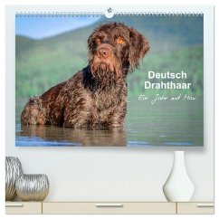 Deutsch Drahthaar - Ein Jahr mit Max (hochwertiger Premium Wandkalender 2026 DIN A2 quer), Kunstdruck in Hochglanz