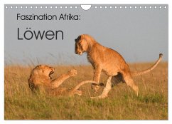 Faszination Afrika: Löwen (Wandkalender 2026 DIN A4 quer), CALVENDO Monatskalender Faszination Afrika: Löwen (Wandkalender 2026 DIN A4 quer), CALVENDO Monatskalender