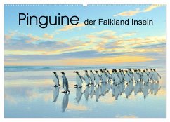 Pinguine der Falkland Inseln (Wandkalender 2026 DIN A2 quer), CALVENDO Monatskalender Pinguine der Falkland Inseln (Wandkalender 2026 DIN A2 quer), CALVENDO Monatskalender