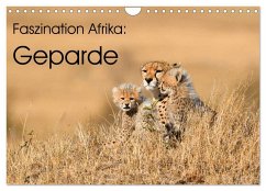 Faszinaton Afrika: Geparde (Wandkalender 2026 DIN A4 quer), CALVENDO Monatskalender Faszinaton Afrika: Geparde (Wandkalender 2026 DIN A4 quer), CALVENDO Monatskalender